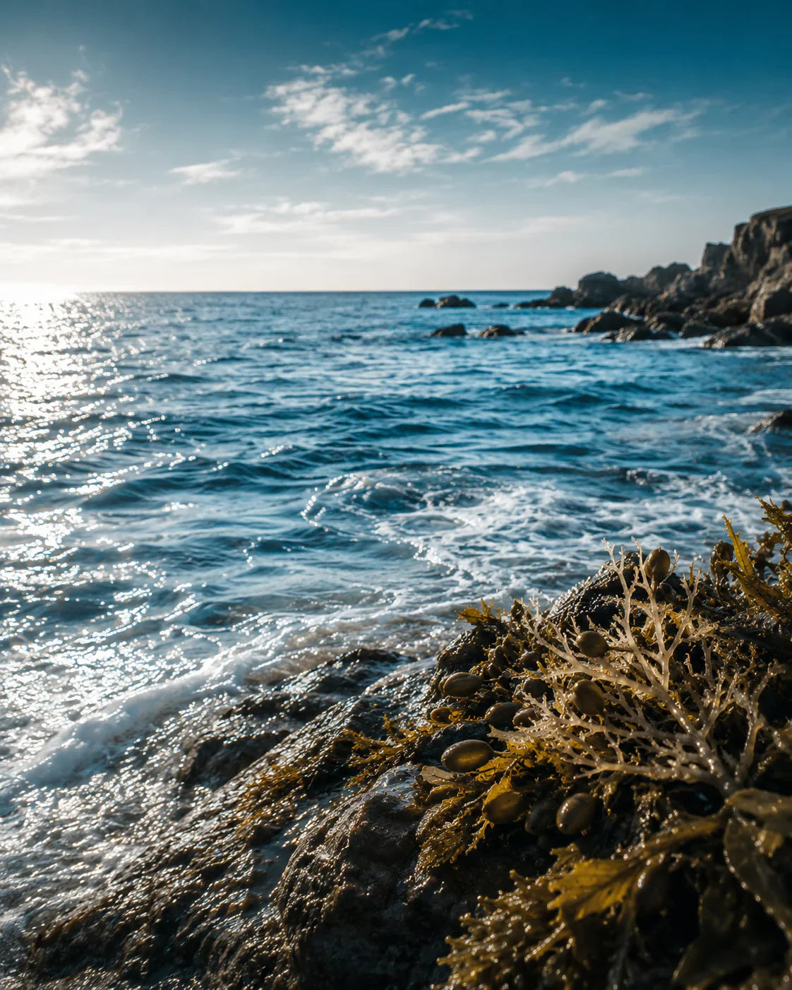 Paesaggio marino artistico con onde cristalline, scogli bagnati e alghe oceaniche illuminate dalla luce del sole, ispirato alla famiglia olfattiva marina della profumeria di nicchia