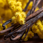 Headspace Acacia Extrait De Parfum